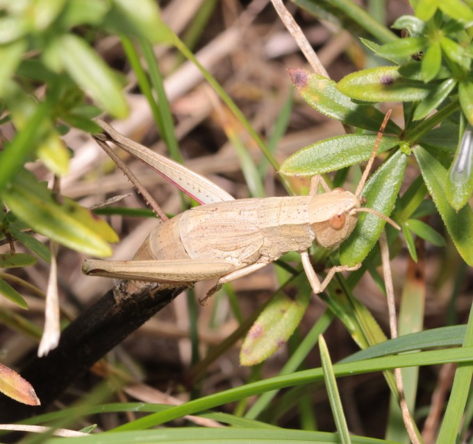 Chrysochraon dispar - aranyos sáska