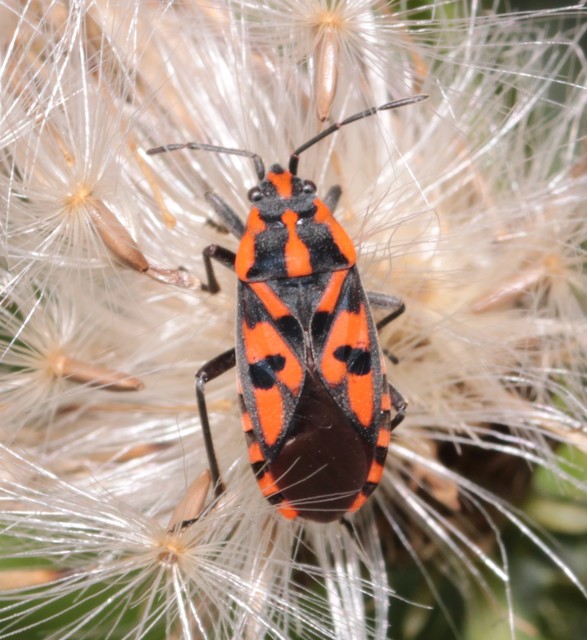 Spilostethus saxatilis - virágbodobács