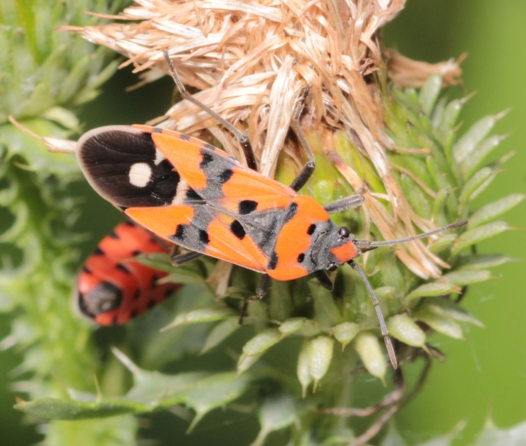 Lygaeus equestris/simulans