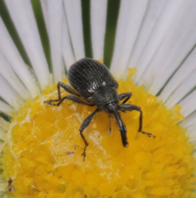 Anthonomus rubi - szamóca-bimbólikasztó Anthonomus rubi - szamóca-bimbólikasztó