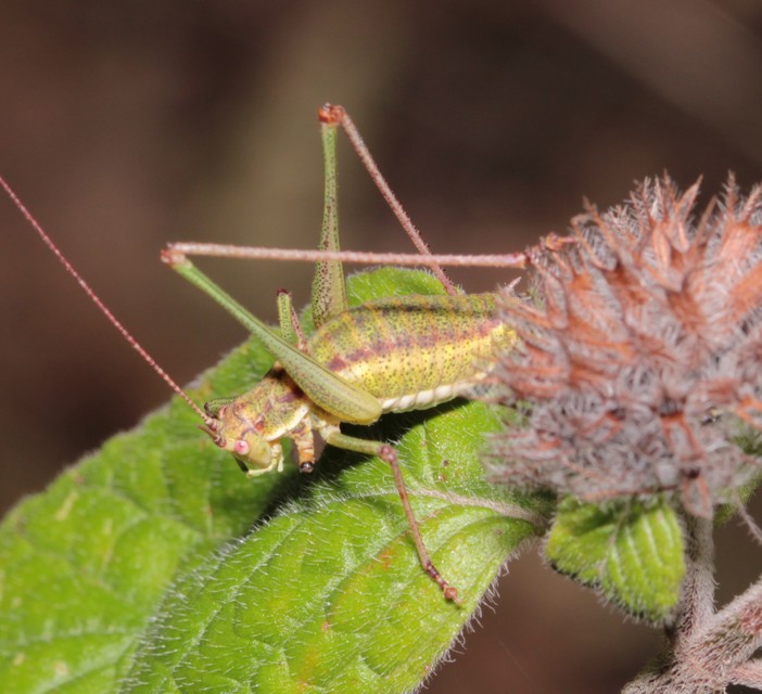 Leptophyes albovittata - közönséges virágszöcske