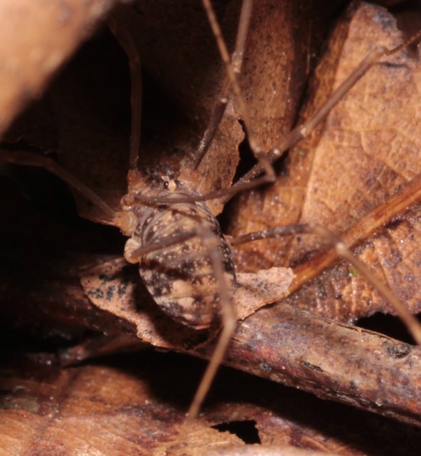 Nelima sempronii