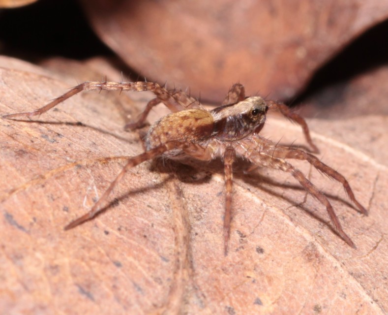 Pardosa alacris/lugubris