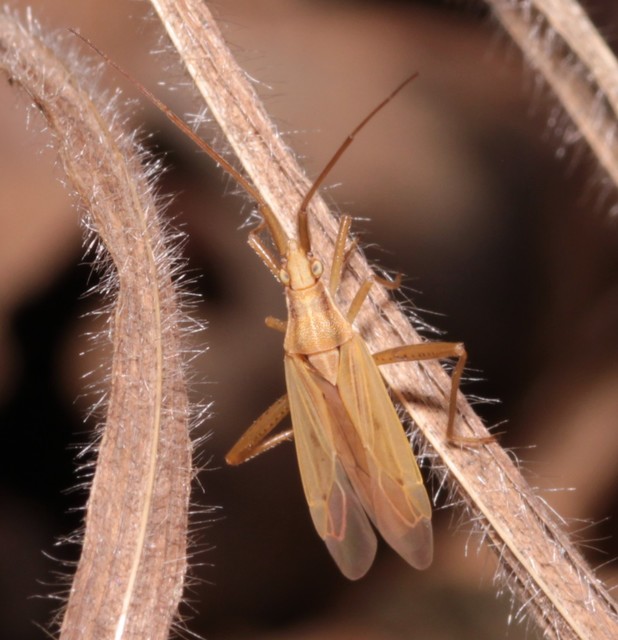 Stenodema