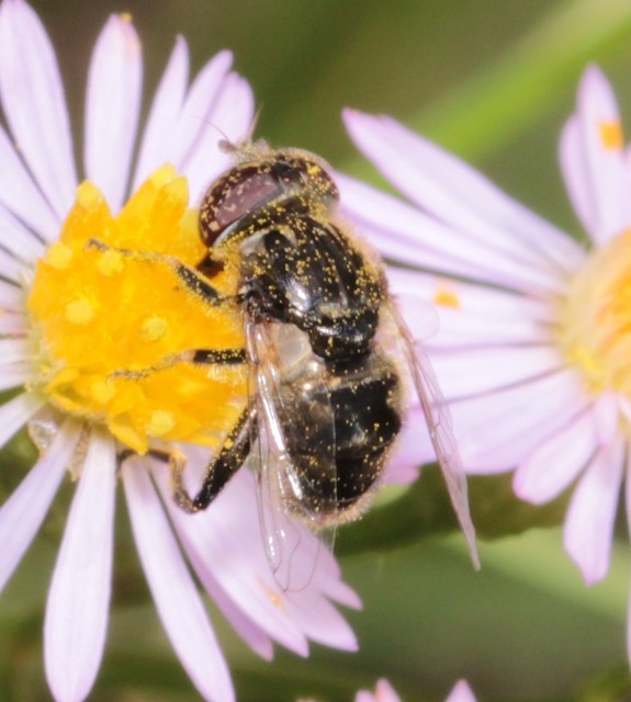 Eristalinus