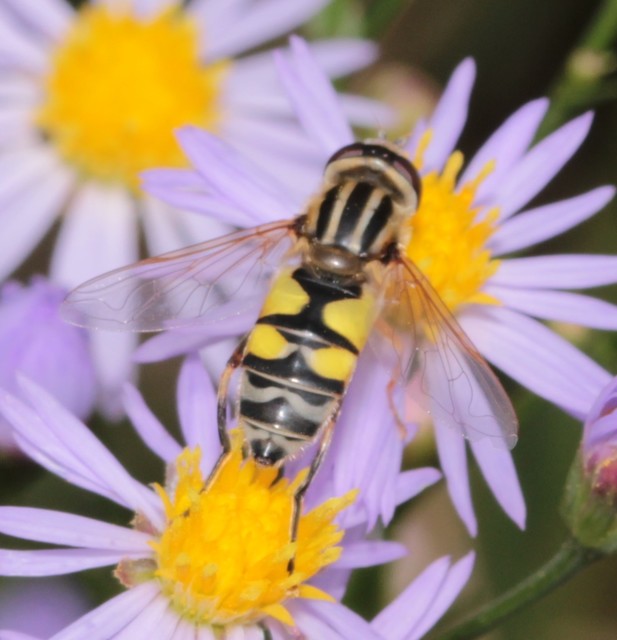Helophilus trivittatus - nagy mocsárilégy