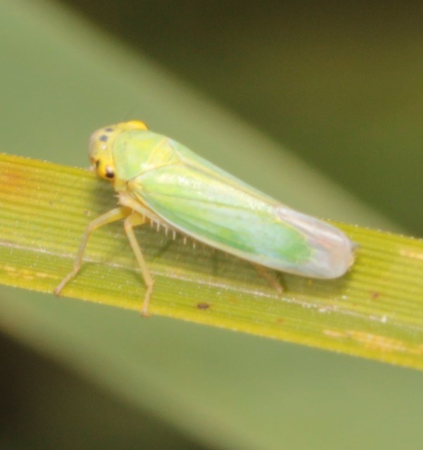 Cicadella viridis - méregzöld kabóca