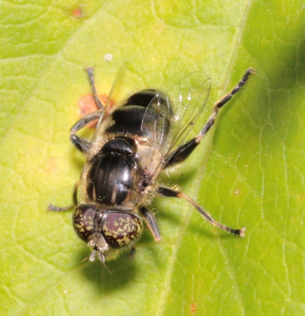 Eristalinus
