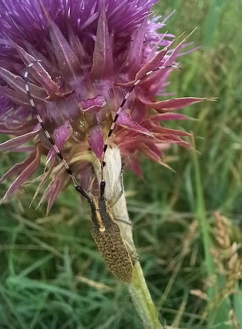 Agapanthia dahli - sárgagyűrűs bogáncscincér