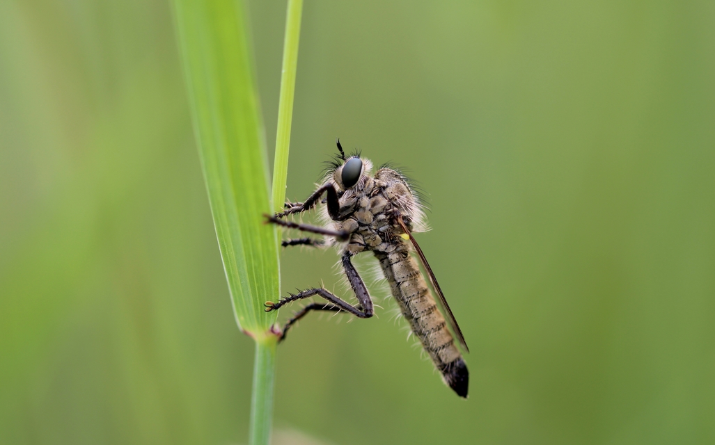Dysmachus praemorsus