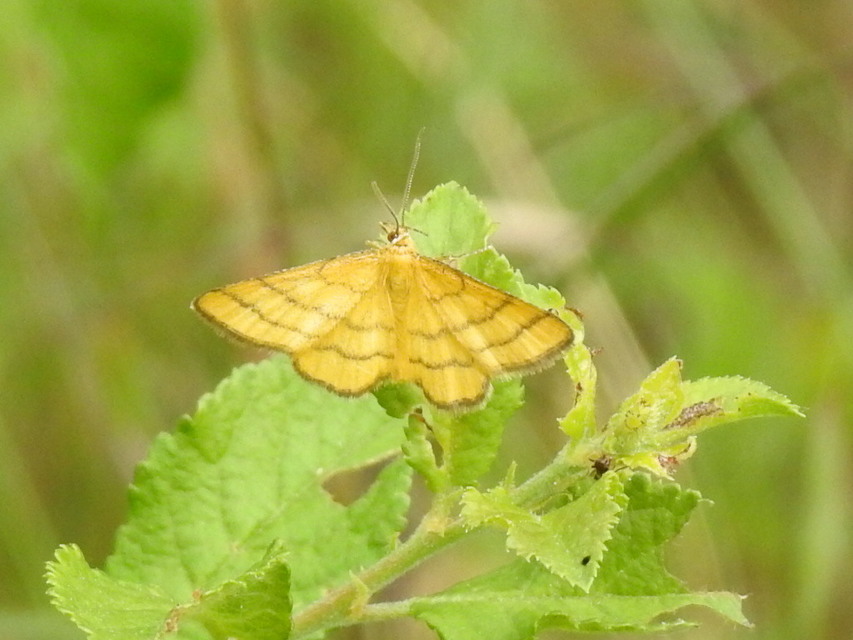 Idaea aureolaria - aranyos sávosaraszoló