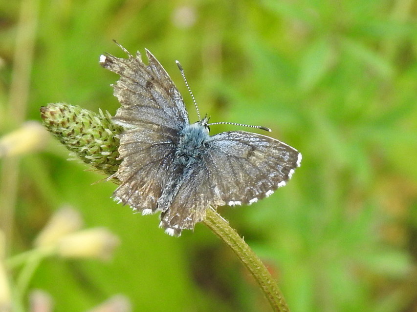 Scolitantides orion - szemes boglárka