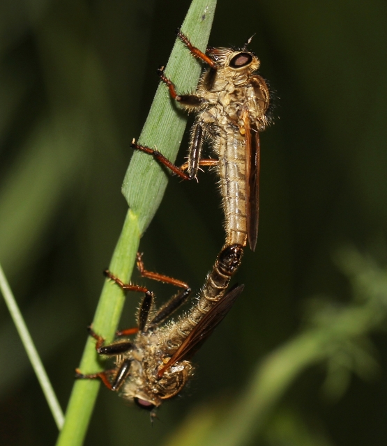 Echthistus rufinervis