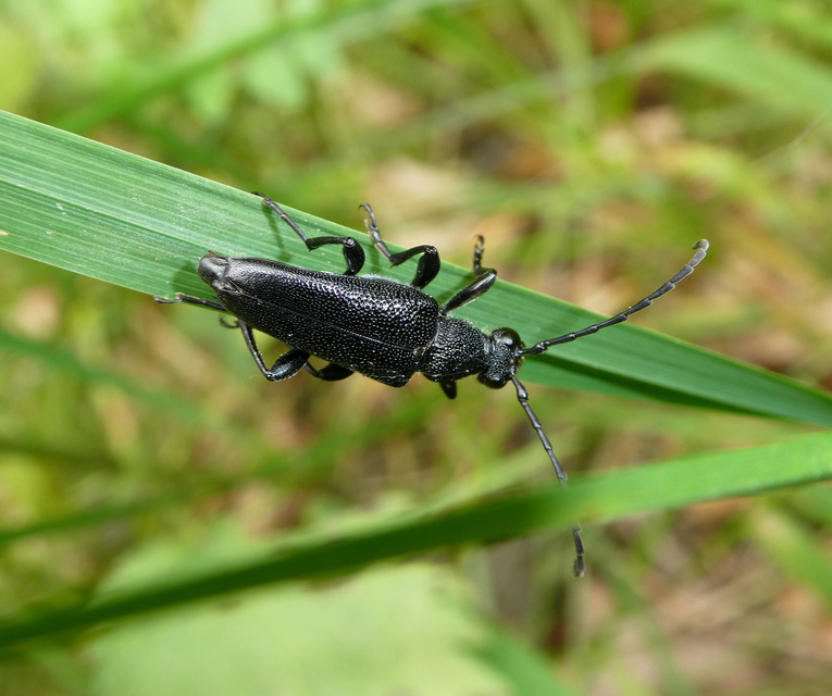 Stictoleptura scutellata - hegyi virágcincér
