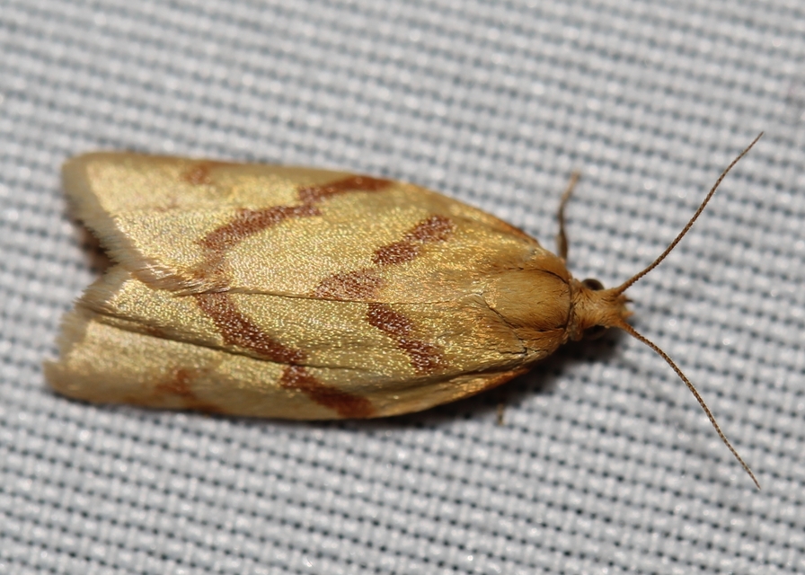 Clepsis pallidana - aranysárga sodrómoly
