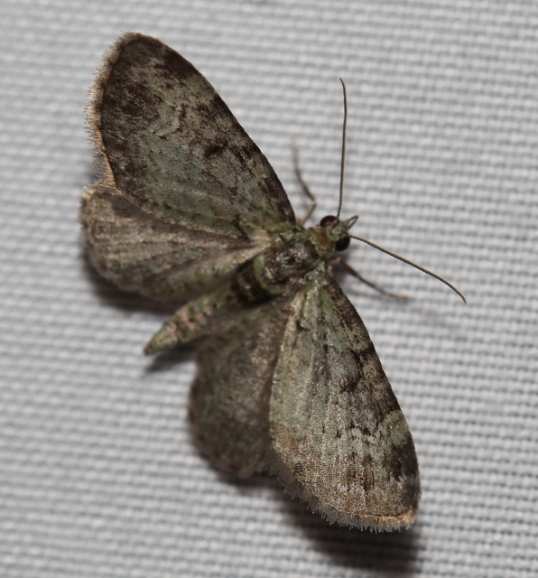 Pasiphila rectangulata - almavirág-araszoló