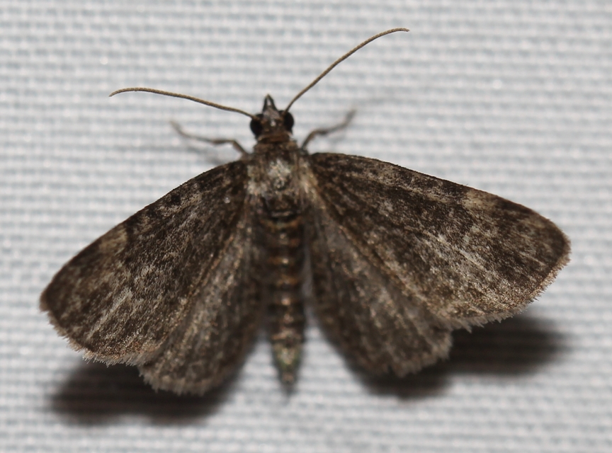 Pasiphila rectangulata - almavirág-araszoló