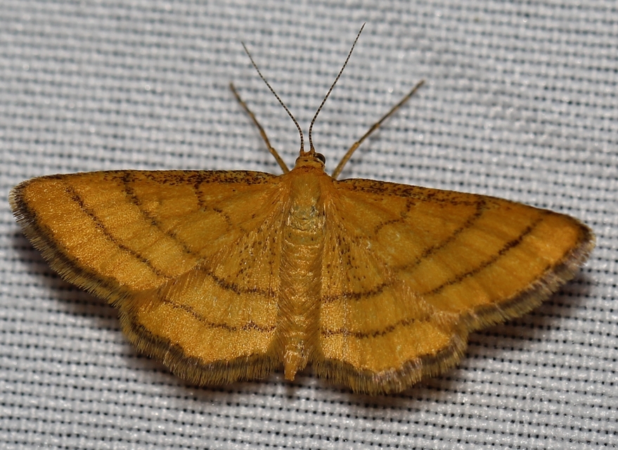 Idaea aureolaria - aranyos sávosaraszoló