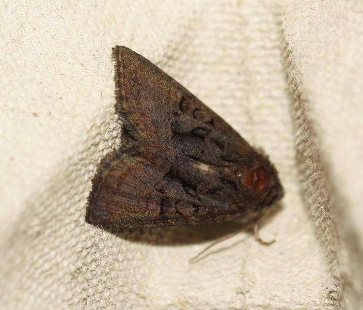 Oligia latruncula - fekete dudvabagoly