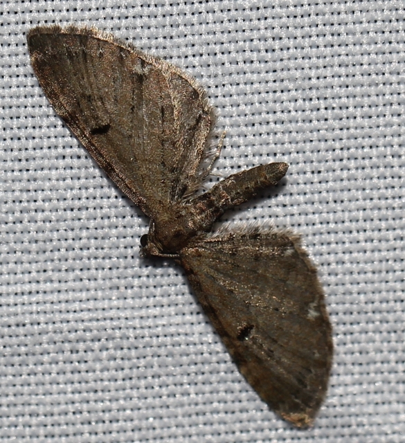 Eupithecia absinthiata - üröm-törpearaszoló