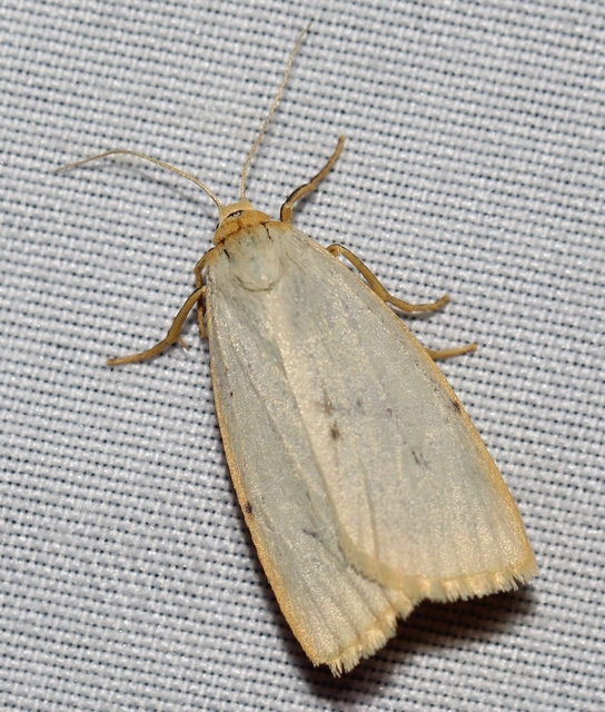 Cybosia mesomella - csontszínű molyszövő