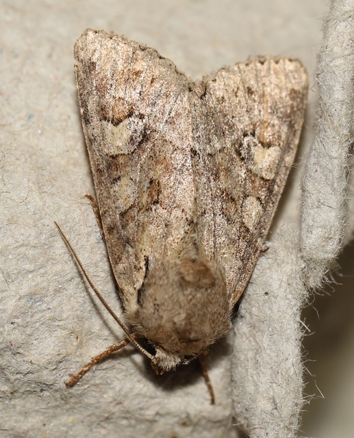 Apamea sordens - kalászrágó dudvabagoly Apamea sordens - kalászrágó dudvabagoly
