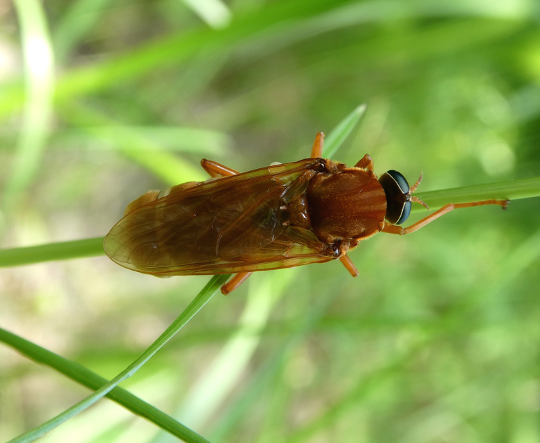 Coenomyia ferruginea - szagos légy