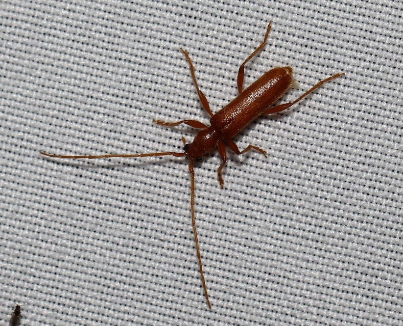 Axinopalpis gracilis - kecses selymescincér