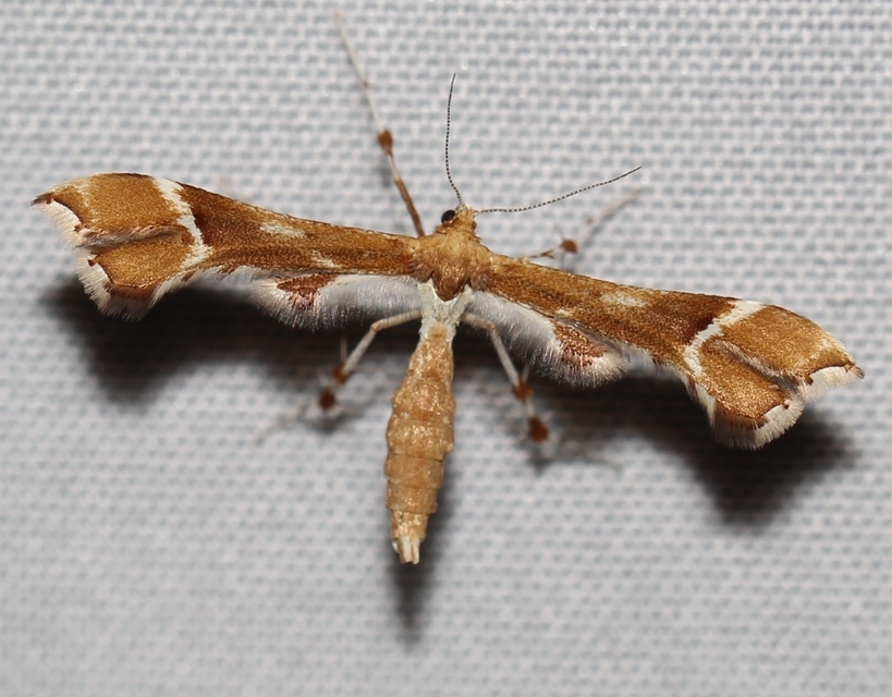 Cnaemidophorus rhododactyla - rózsabogyó-tollasmoly