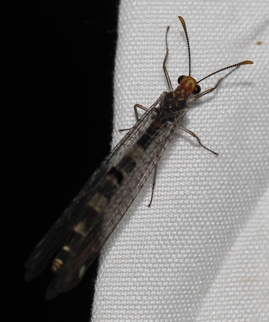 Megistopus flavicornis - kétfoltos hangyaleső Megistopus flavicornis - kétfoltos hangyaleső