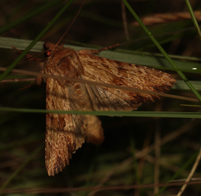 Apamea sublustris - sárgás dudvabagoly