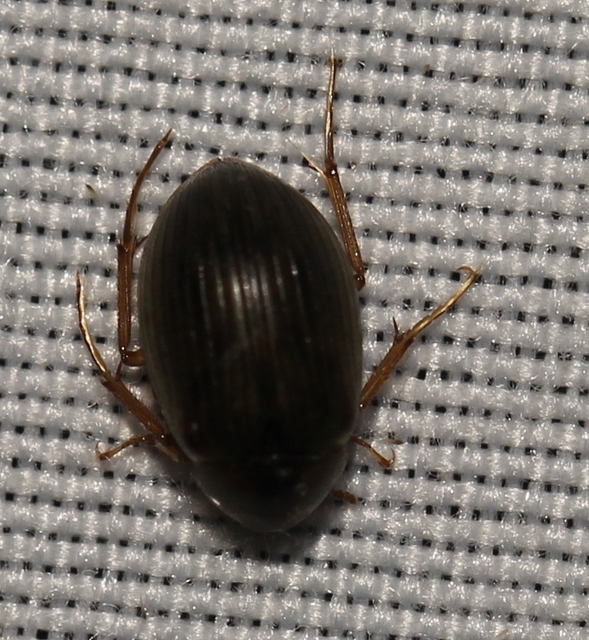 Berosus signaticollis - csíkosnyakú szemescsibor Berosus signaticollis - csíkosnyakú szemescsibor