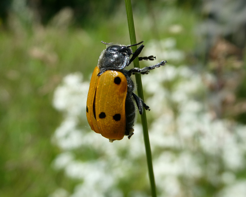 Lachnaia sexpunctata - szőrösnyakú zsákhordóbogár