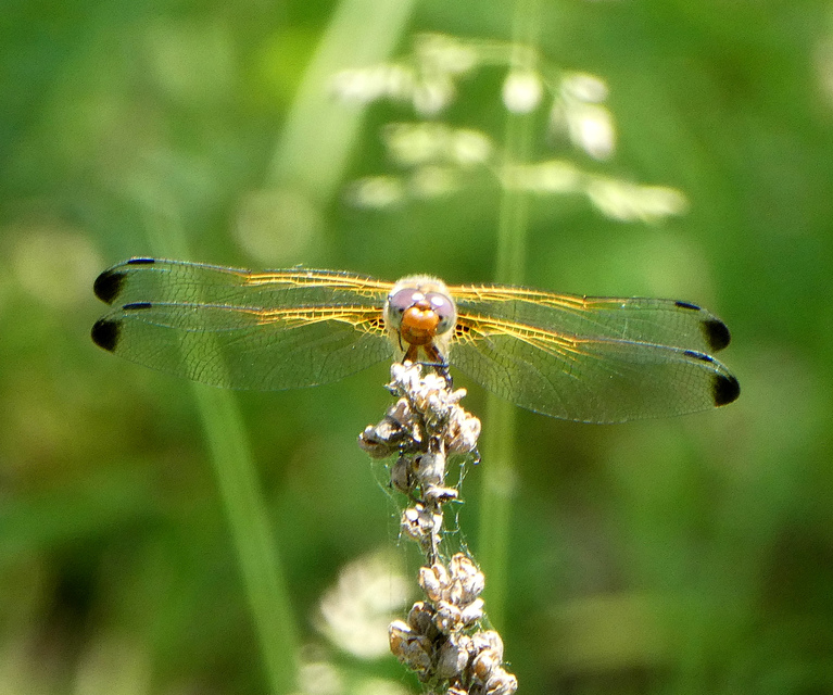 Libellula fulva - kisfoltos laposacsa