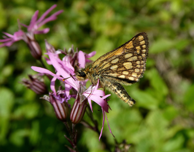 Carterocephalus palaemon - kockás busalepke