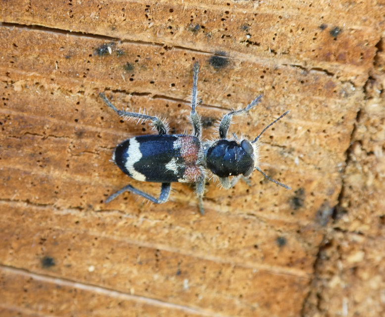 Clerus mutillarius - feketenyakú szúfarkas