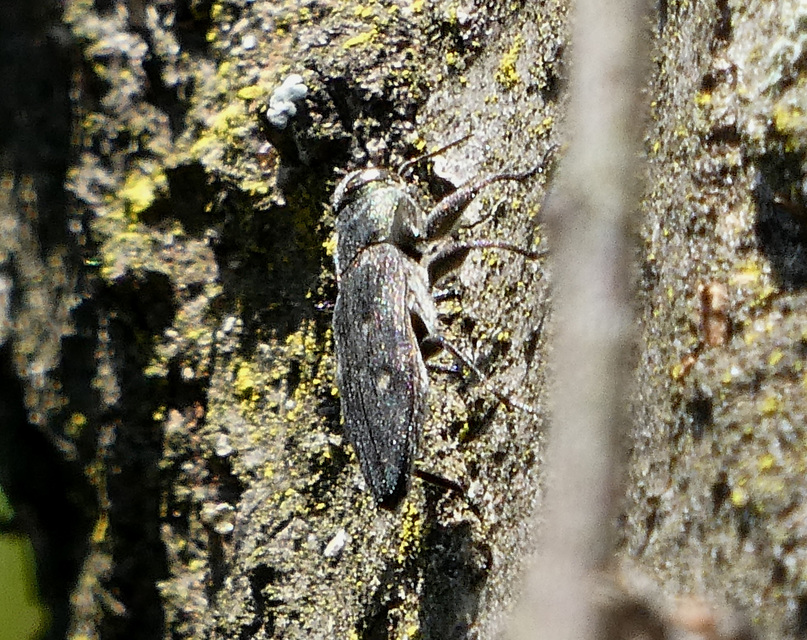 Chrysobothris affinis - aranypettyes díszbogár