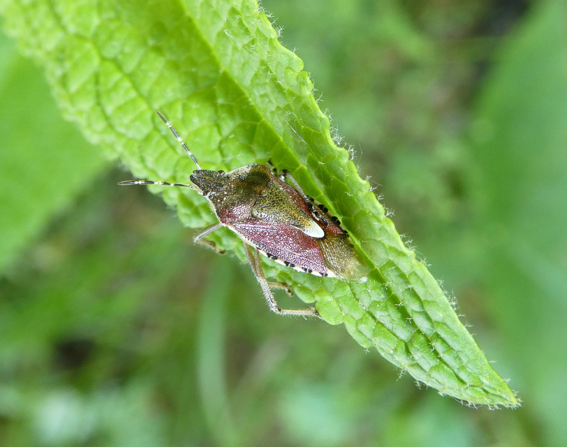 Dolycoris baccarum - közönséges bogyómászó-poloska