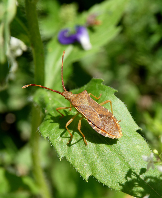 Gonocerus acuteangulatus - aranypetés karimáspoloska
