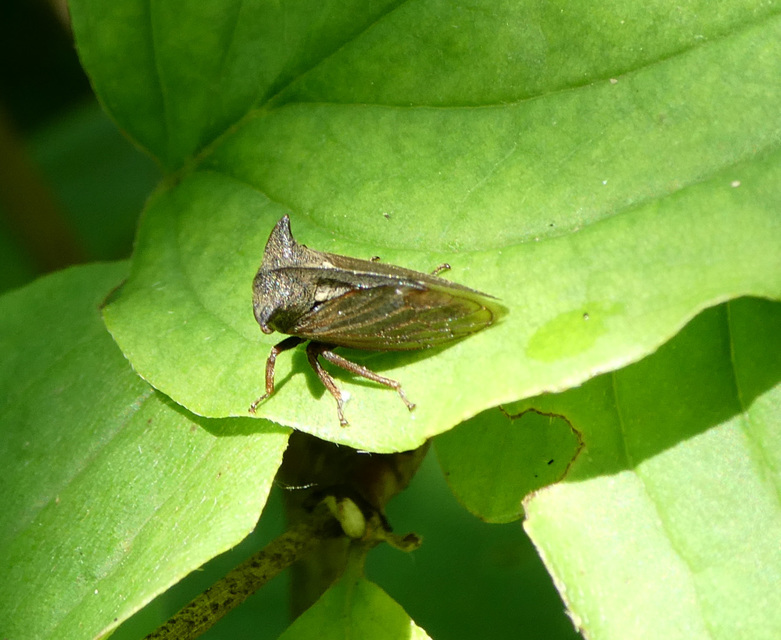Centrotus cornutus - szarvaskabóca