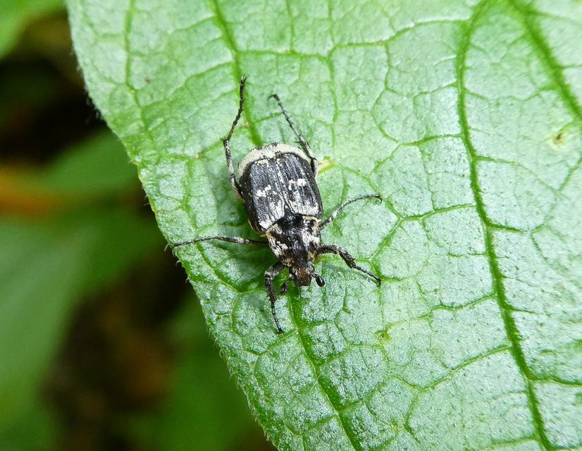 Valgus hemipterus - suta virágbogár