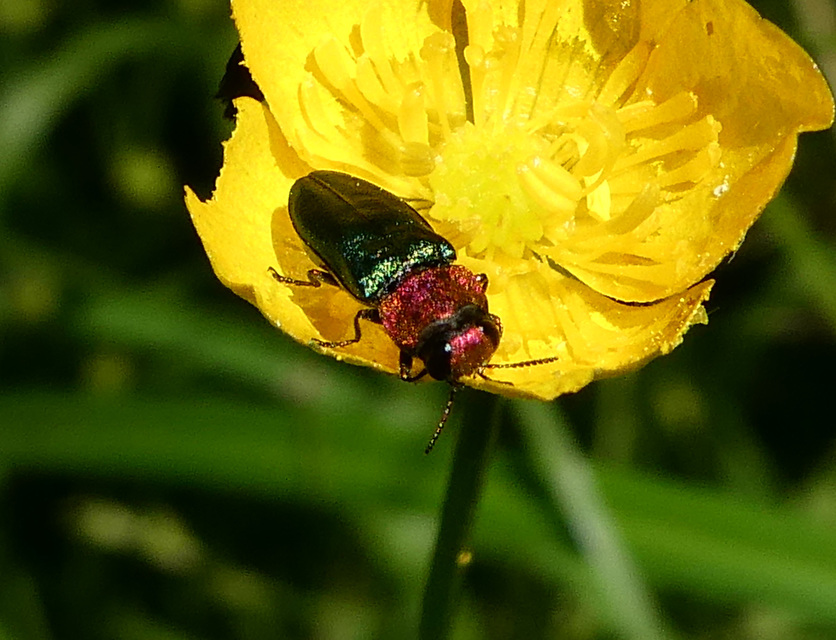Anthaxia nitidula - ragyogó virágdíszbogár