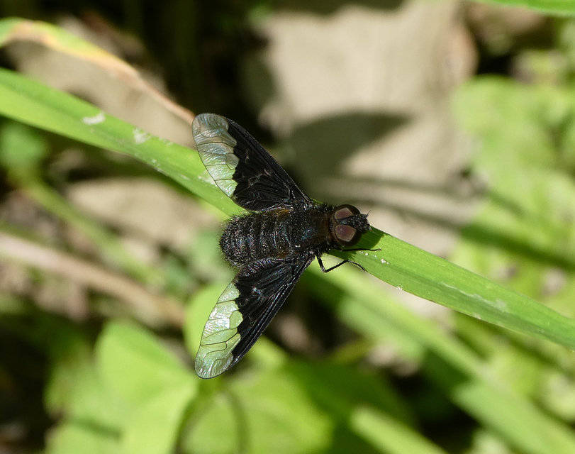 Hemipenthes morio - közönséges gyászlégy