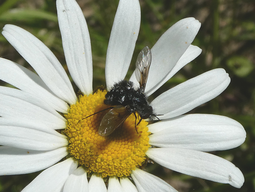 Bombylella atra - ezüstpettyes pöszörlégy