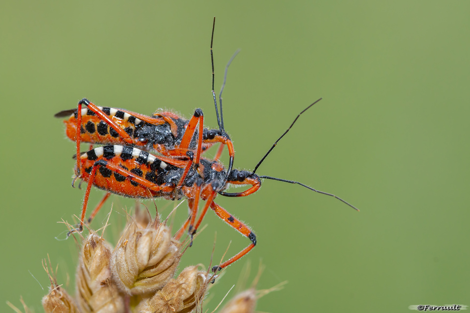 Rhynocoris iracundus - közönséges gyilkospoloska