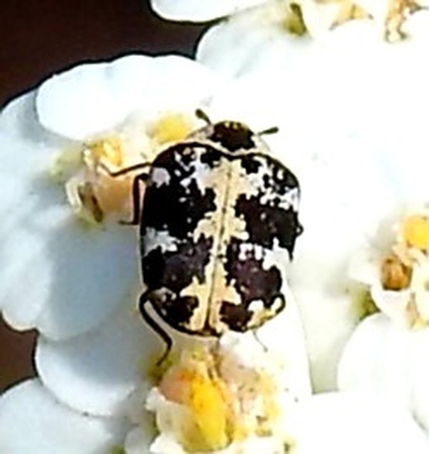 Anthrenus scrophulariae - nagy múzeumbogár