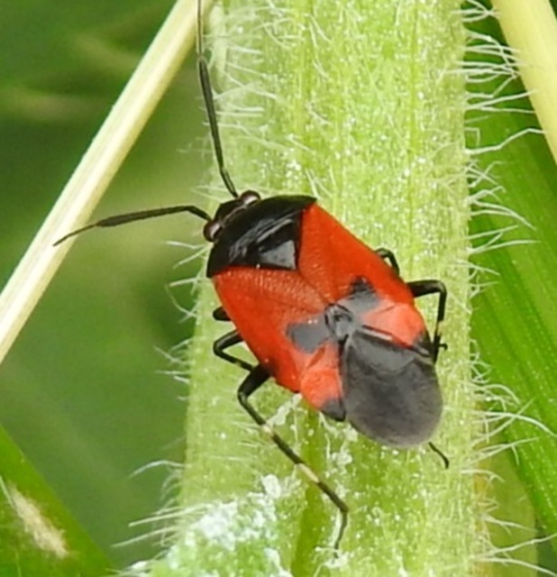 Deraeocoris rutilus - cinóber mezeipoloska