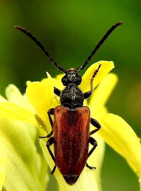 Pseudovadonia livida - barnás virágcincér