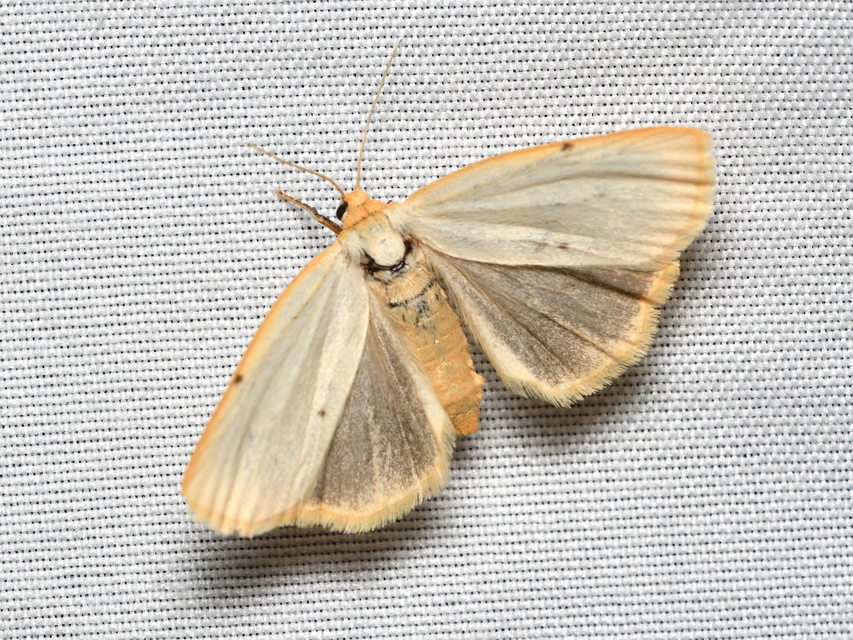 Cybosia mesomella - csontszínű molyszövő Cybosia mesomella - csontszínű molyszövő