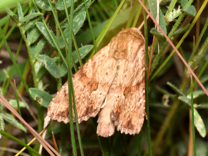 Apamea sublustris - sárgás dudvabagoly